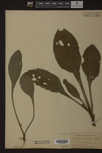 Solidago patula image