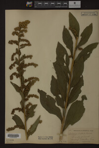 Solidago patula image