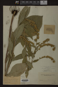 Solidago patula image