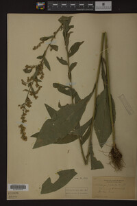 Solidago patula image