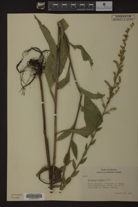 Solidago patula image