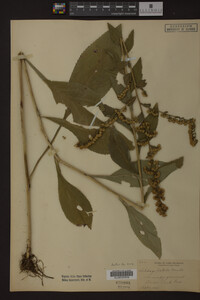 Solidago patula image