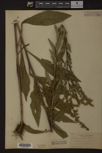 Solidago patula image