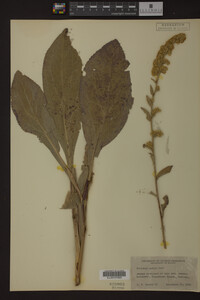Solidago patula image