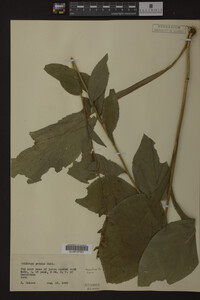 Solidago patula image