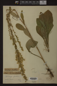 Solidago patula image