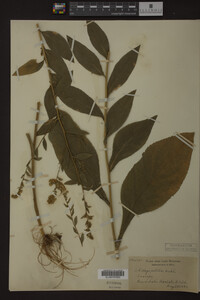 Solidago patula image