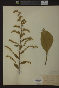 Solidago patula image