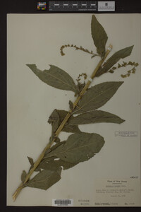 Solidago patula image