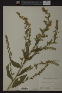 Solidago patula image