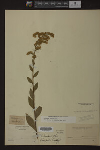 Solidago patula image