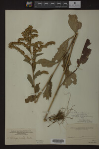Solidago patula image