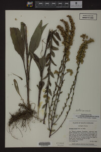 Solidago patula image