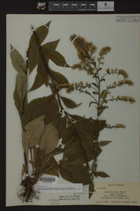 Solidago patula image