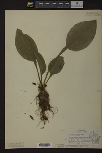 Solidago patula image