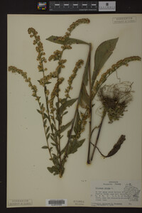 Solidago patula image