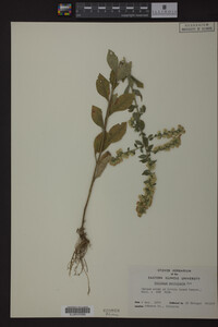 Solidago petiolaris image