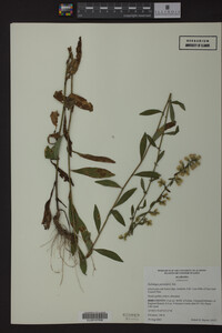 Solidago petiolaris image