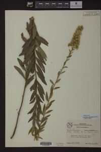 Solidago petiolaris image