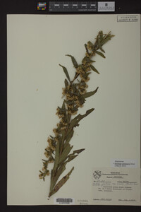 Solidago petiolaris image