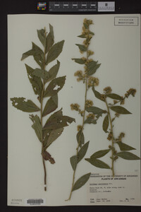Solidago petiolaris image