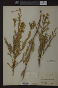 Solidago petiolaris image