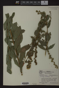 Solidago petiolaris image