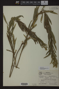 Solidago petiolaris image