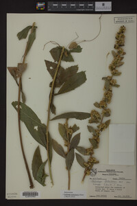 Solidago petiolaris image