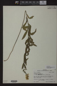 Solidago petiolaris image