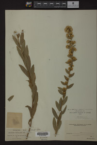 Solidago petiolaris image