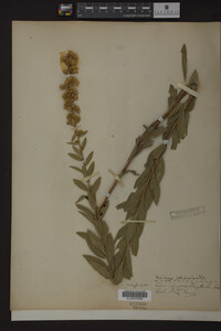 Solidago petiolaris image