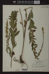 Solidago petiolaris image