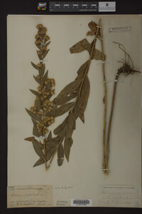 Solidago petiolaris image