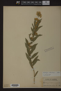 Solidago petiolaris image