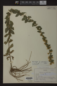 Solidago petiolaris image