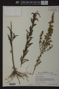Solidago petiolaris image