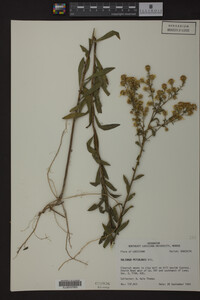 Solidago petiolaris image