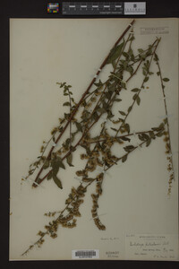 Solidago petiolaris image