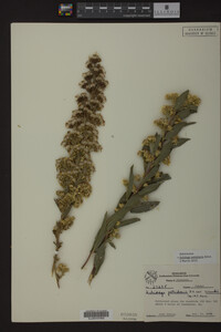 Solidago petiolaris image