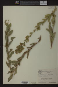 Solidago petiolaris image
