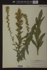 Solidago petiolaris image