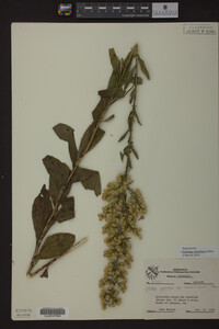 Solidago petiolaris image
