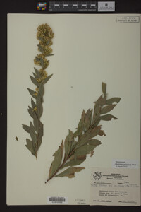 Solidago petiolaris image