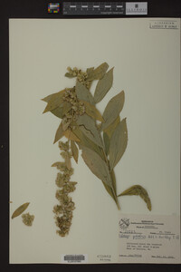 Solidago petiolaris image