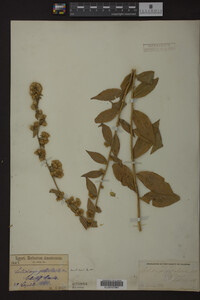 Solidago petiolaris image