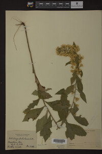Solidago petiolaris image