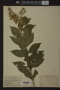 Solidago petiolaris image