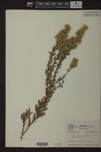 Solidago petiolaris image