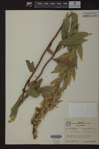 Solidago petiolaris image